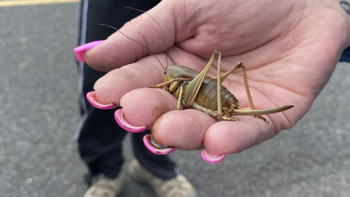 April Aamodt holds a Mormon cricket in her hand in Blalock Canyon near Arlington, Ore. on June 17. Aamodt is involved in local outreach for Mormon cricket surveying.