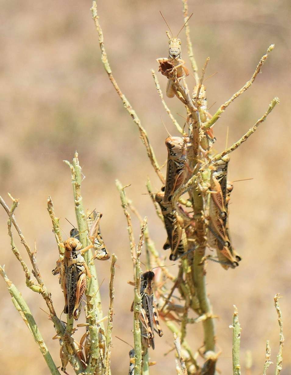 Grasshoppers cover rabbit brush that they've eaten bare on rancher Diana Fillmore's land in Arock, Ore., on July 15, 2021.