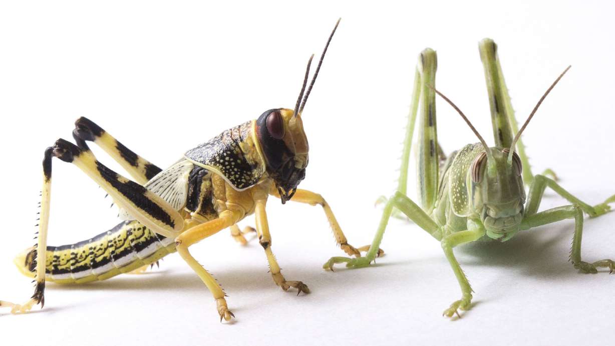 U.S. Department of Agriculture Agricultural Research Service scientists have produced the first high-quality, highly detailed genome of the desert locust (Schistocerca gregaria), shown in its yellow-and-black form, left, that is a response to high population density and the green solitary phase.