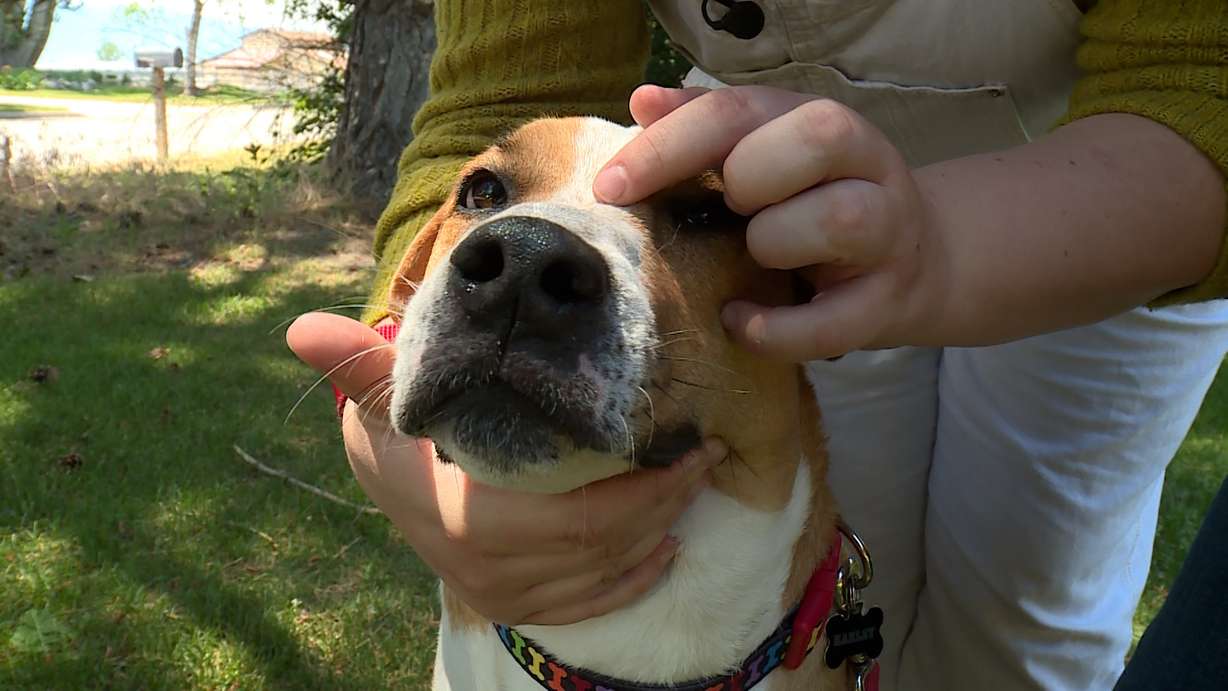 Lucy Britsch points out minor scratches on her dog Harley Tuesday after they encountered a mountain lion in Hyde Park Friday.