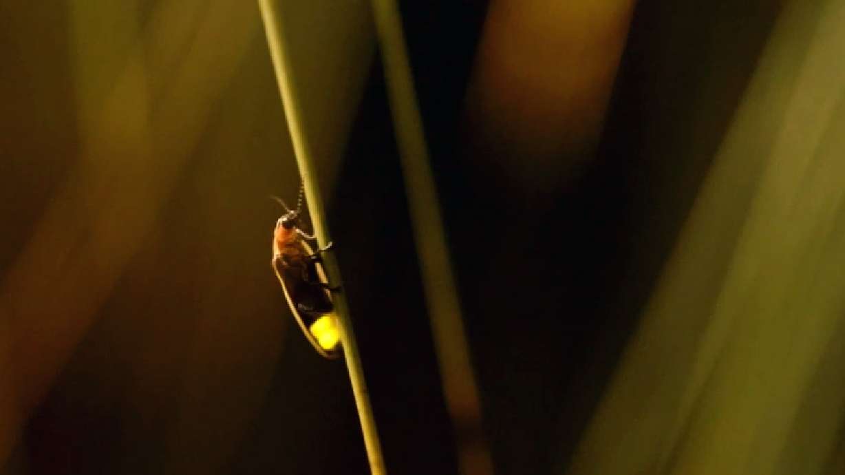 A firefly in Utah's wilderness. Utah researchers have found "credible" firefly populations in all but two Utah counties over the past decade through the help of a citizen science project.
