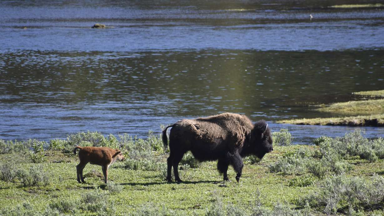 A female bison and calf are seen near the Yellowstone River in Wyoming's Hayden Valley, on June 22, in Yellowstone National Park. For the second time in three days, a park visitor has been gored by a bison, park officials said Thursday.