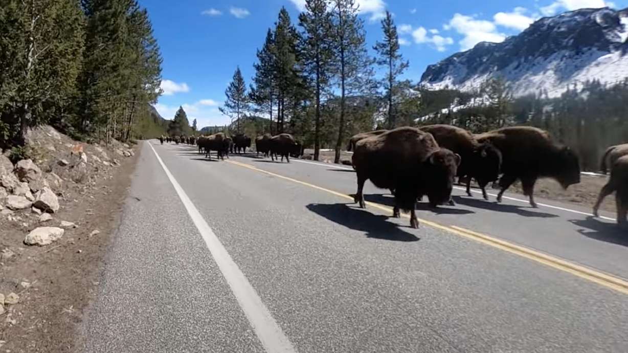 What would you do if you encountered 75 bison while traveling on Yellowstone's Grand Loop Road?