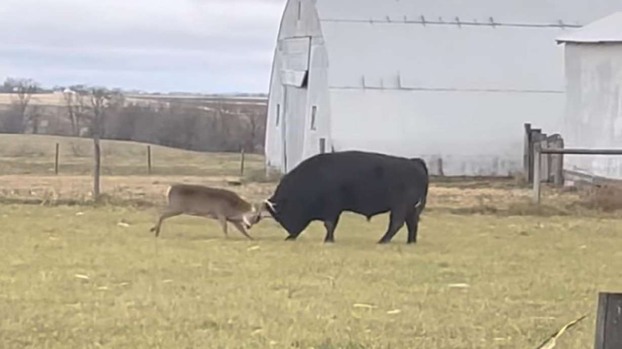 This images if from a video that shows a buck repeatedly charge into the much larger bull. And it's even more surprising to see that the bull keeps giving up ground.