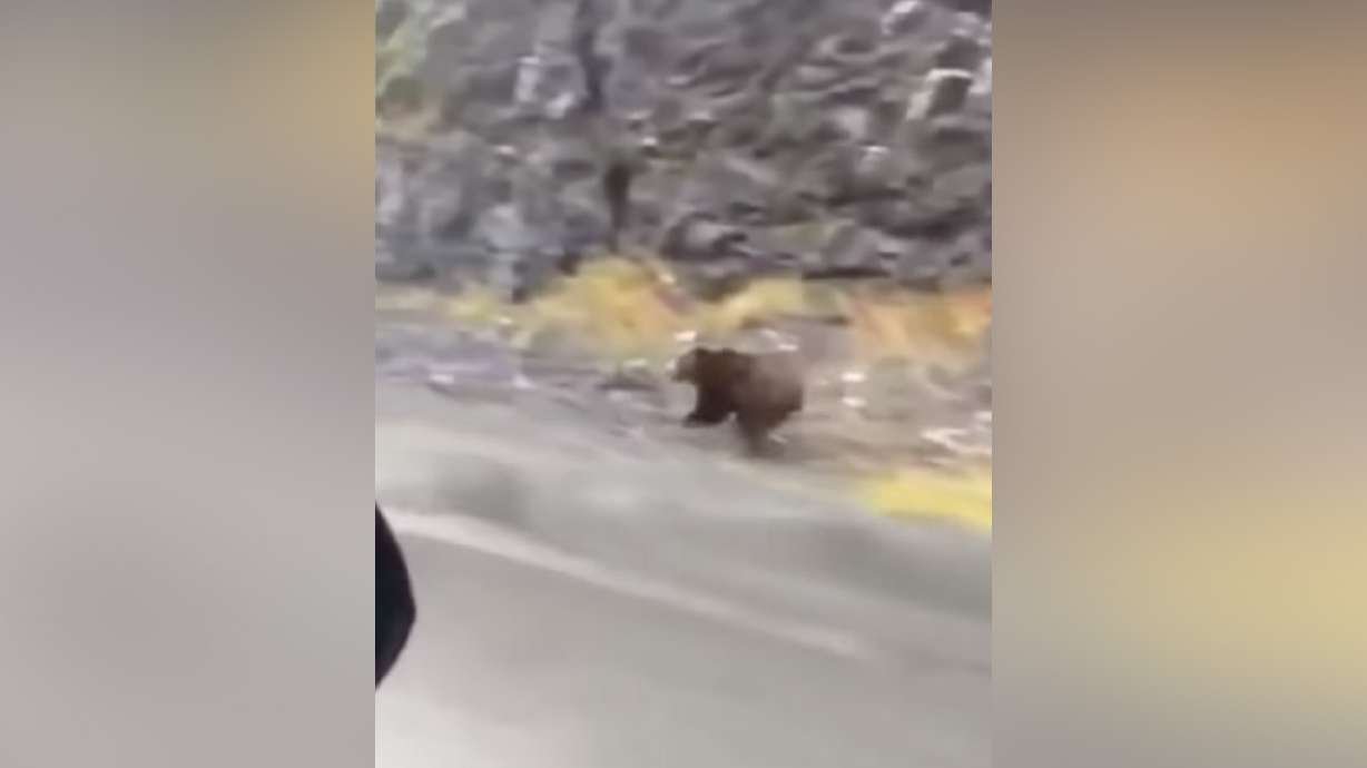 The speed of of a grizzly bear is showcased in this video.