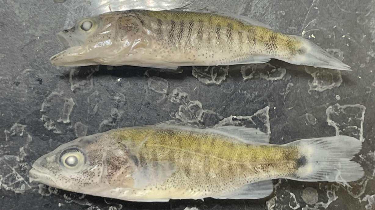 Juvenile smallmouth bass sit at a National Park Service laboratory near Page, Ariz., Friday. The nonnative predator fish has made its way through the Glen Canyon dam and appear to have spawned in the lower Colorado River, where it can prey on humpback chub, an ancient native fish they have been working to reestablish.