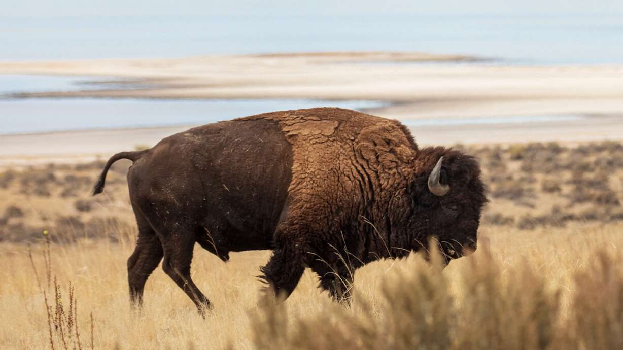 A bison roams around Antelope Island State Park on Oct. 23, 2020. The island is home to about 750 bison in the spring and summer months.