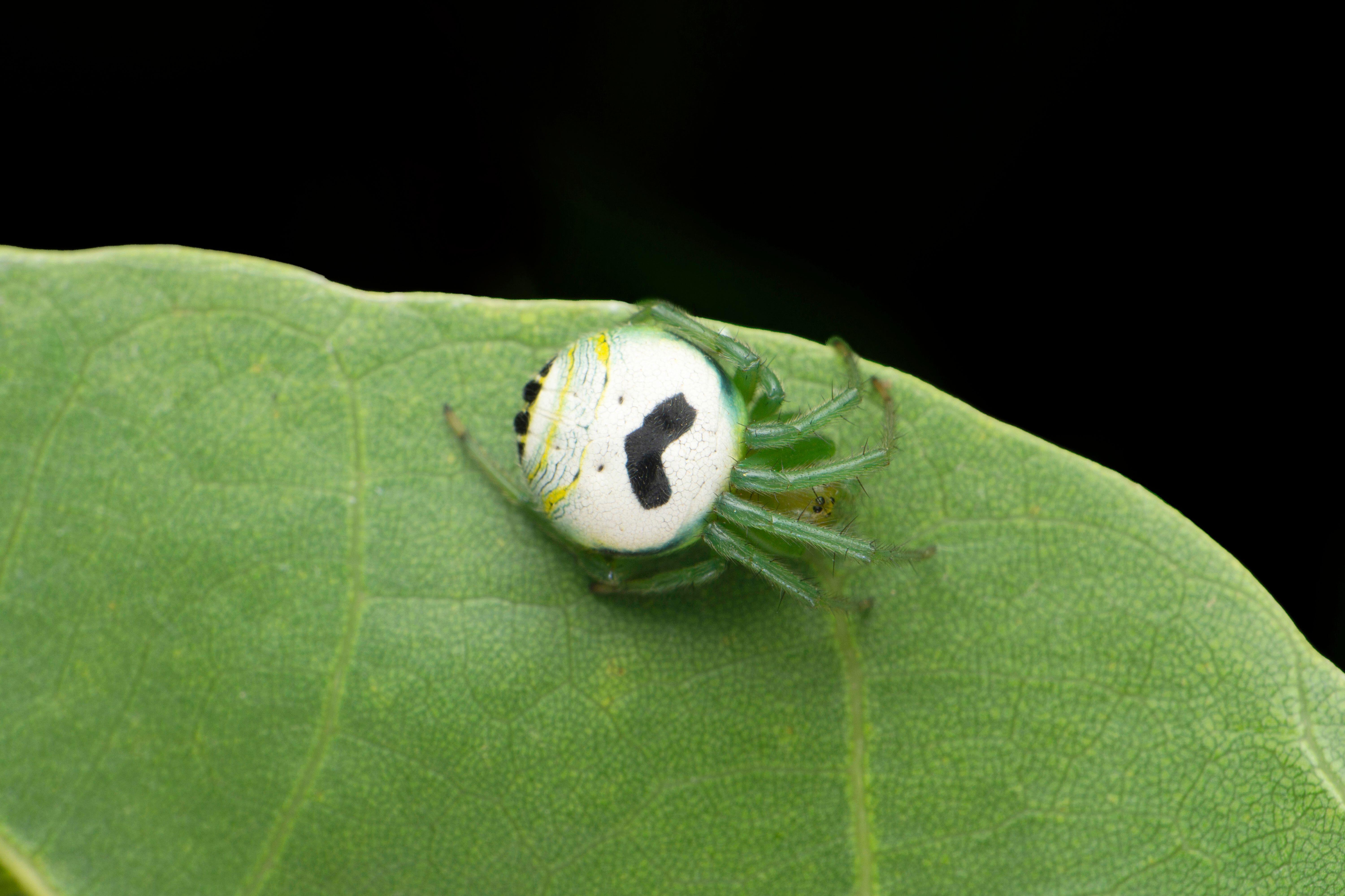 Kellogg-owned brand Pringles is petitioning the "arachnid community" to recognize the little-known kidney garden spider as the Pringles spider. The reason, the snack food maker says, is because it has an uncanny resemblance to its mustachioed logo.