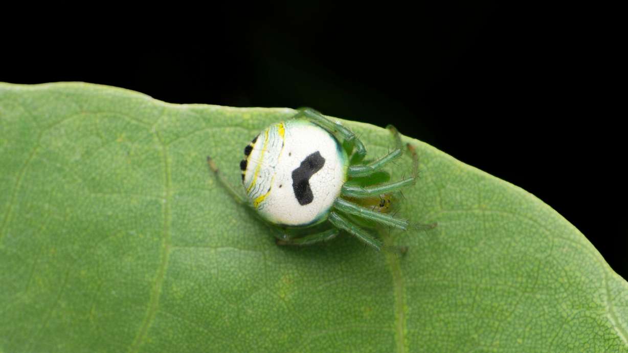 Kellogg-owned brand Pringles is petitioning the "arachnid community" to recognize the little-known kidney garden spider as the Pringles spider. The reason, the snack food maker says, is because it has an uncanny resemblance to its mustachioed logo.