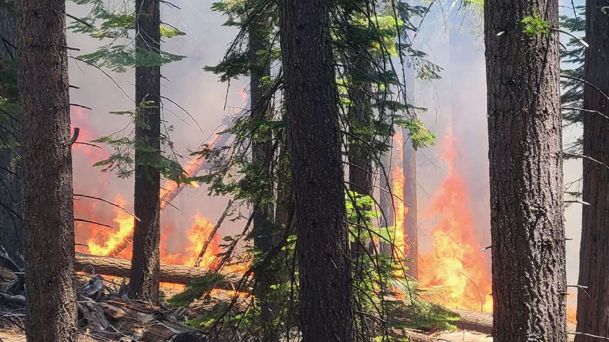 The Washburn Fire burns near the lower portion of the Mariposa Grove in Yosemite National Park, Calif., Thursday. Officials say part of Yosemite National Park has been closed as a wildfire rages near a grove of California's famed giant sequoia trees. The fire tripled in size by Friday and forced park officials to close Mariposa Grove.