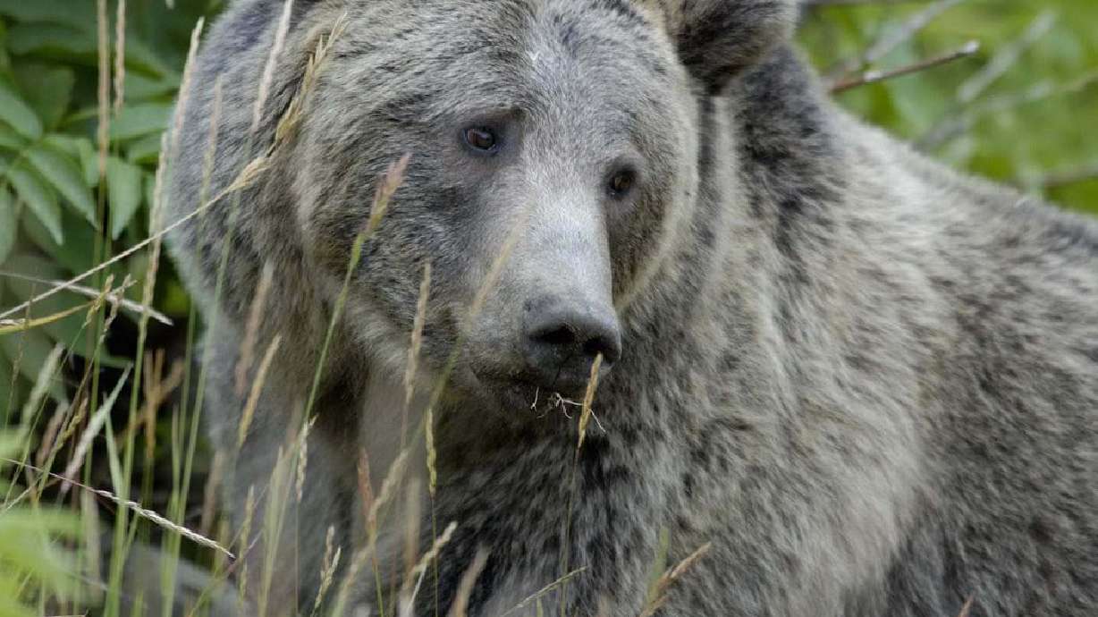 A female grizzly bear is pictured eating grass in this undated handout photo.