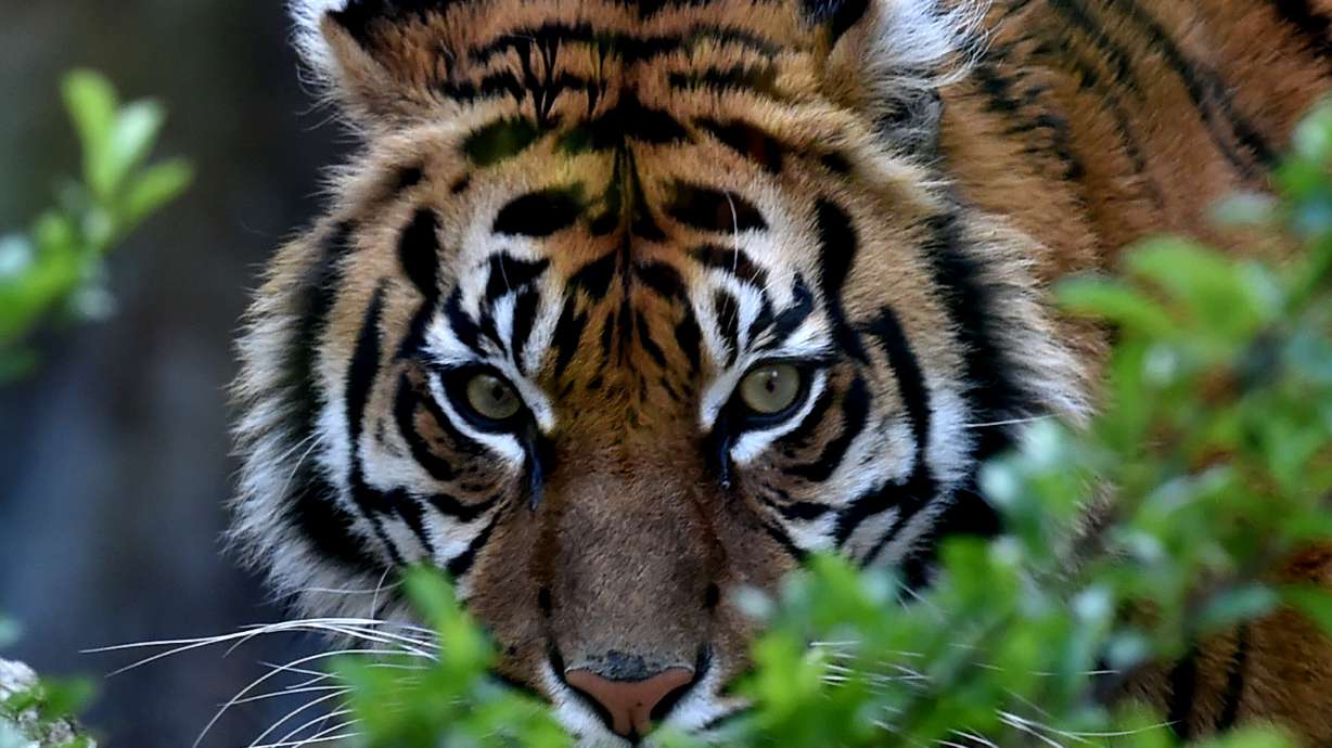 A Sumatran tiger named Tila is picured at the Bioparco of Rome on March 31, 2016. Twin newborn Sumatran tiger cubs are bonding with their mother, having been born minutes apart early on July 2 at the Oklahoma City Zoo.
