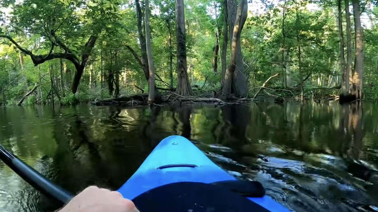 Man is charged by an alligator while kayaking in a swamp.