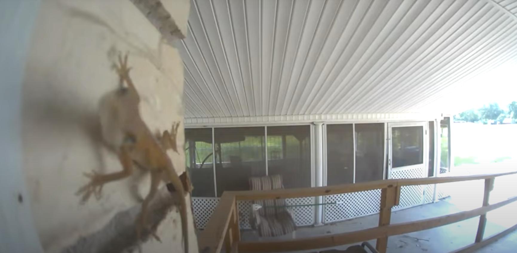 A lizard in Louisiana tries to eat a Ring doorbell camera.