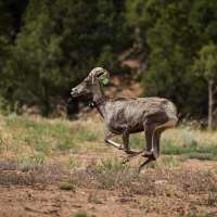 This collaboration aims to restore what was once an abundant bighorn sheep population in Utah