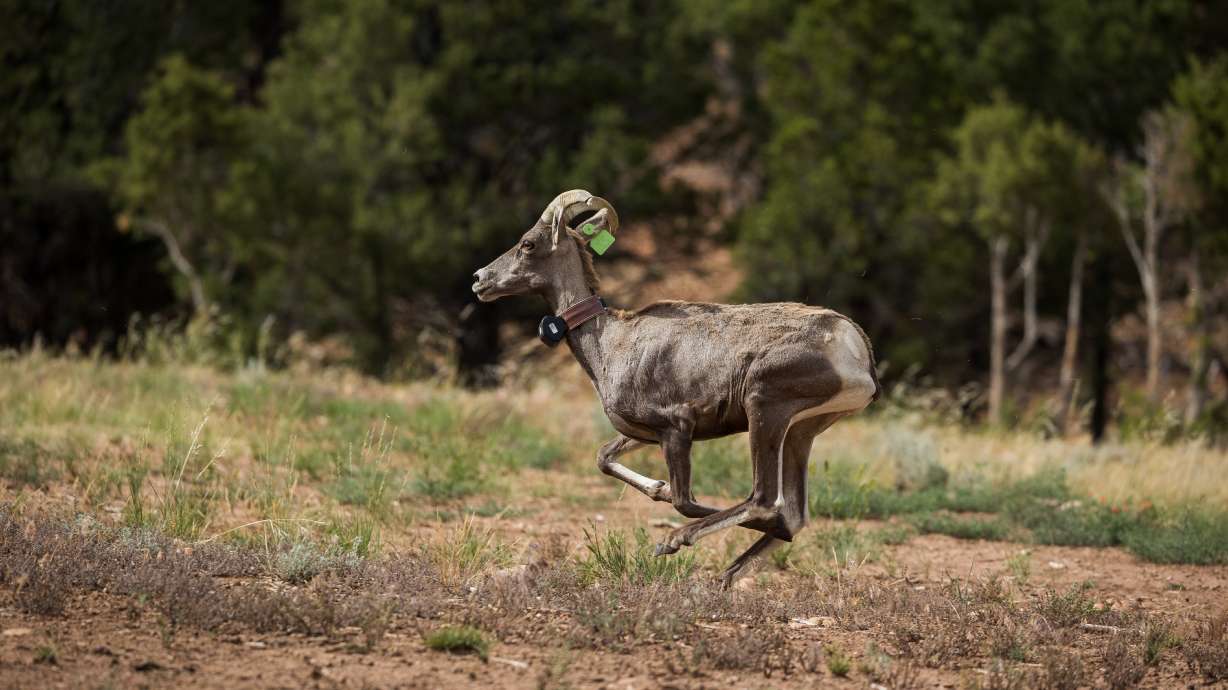 A desert bighorn sheep is released onto the Skyrider Ranch. To combat a dwindling desert bighorn sheep population, the Utah Division of Wildlife Resources and Nevada Department of Wildlife last week announced a partnership with the Skyrider Wilderness Ranch on a conservation initiative to protect the animals from diseases and restore desert bighorn sheep populations to the Beehive State.
