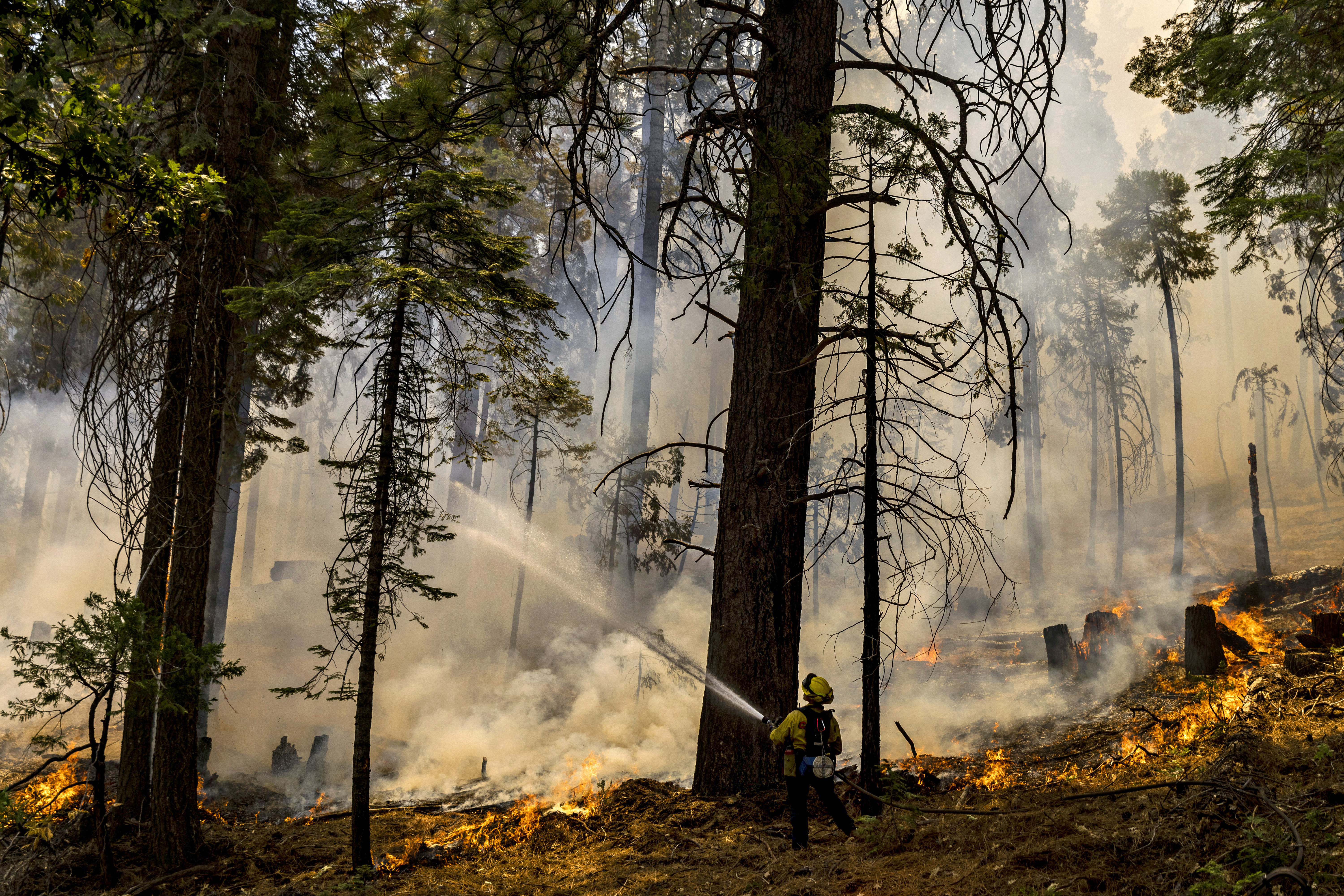 A CalFire firefighter puts water on a tree as a backfire burns along Wawona Road during the Washburn Fire in Yosemite National Park, Calif. Monday.