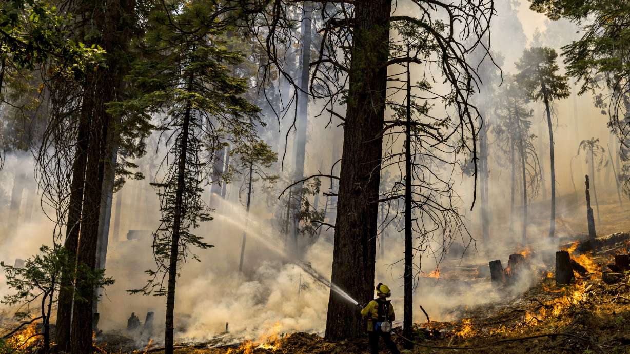 A CalFire firefighter puts water on a tree as a backfire burns along Wawona Road during the Washburn Fire in Yosemite National Park, Calif. Monday.