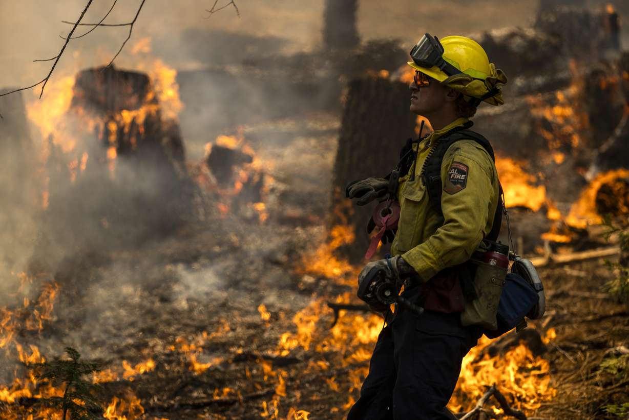 A CalFire firefighter monitors a tree as a backfire burns along Wawona Road during the Washburn Fire in Yosemite National Park, Calif. Monday.