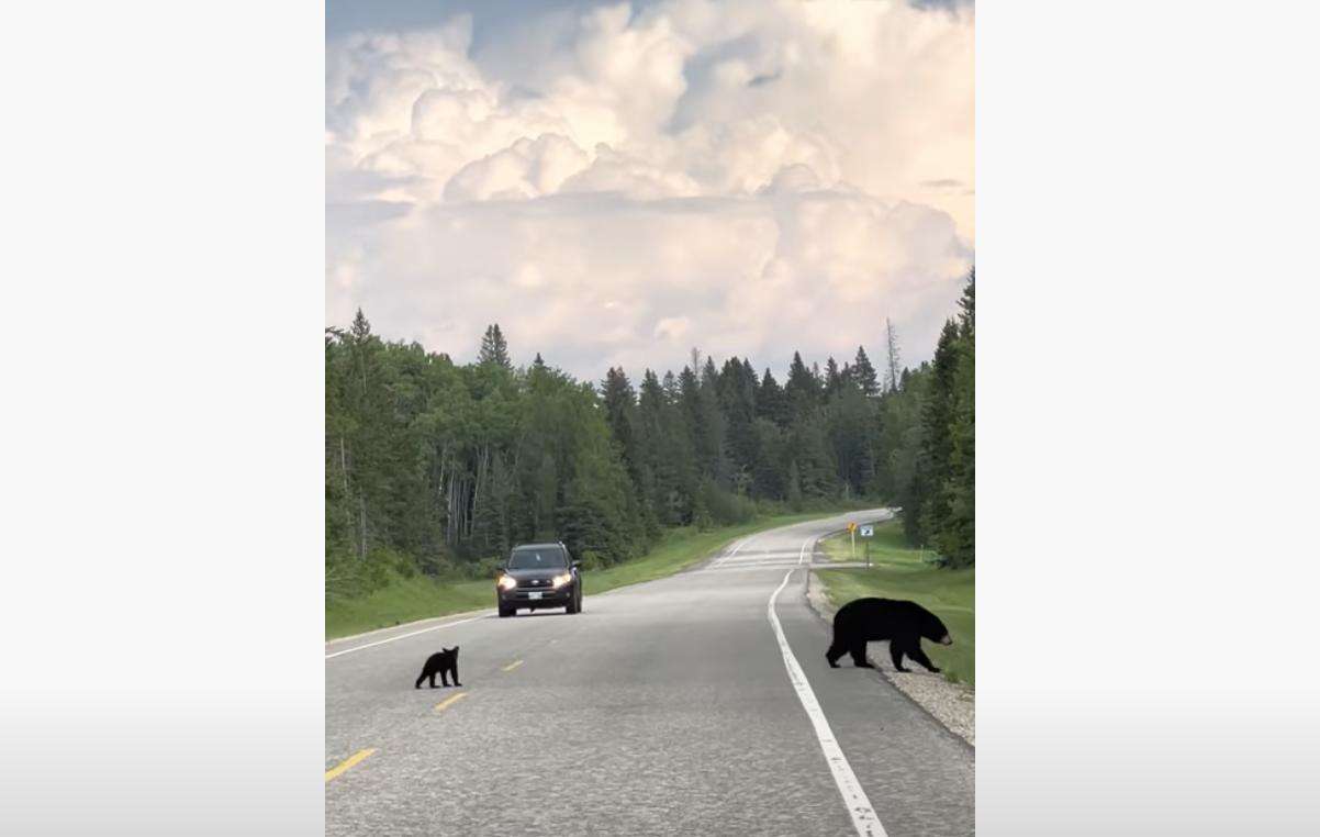 A mother black bear and her cub are seen crossing a street at Riding Mountain National Park, in Manitoba, Canada, on June 25.