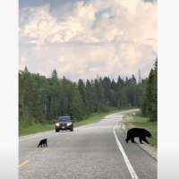 Have You Seen This? Bear cub helps smaller sibling cross the road