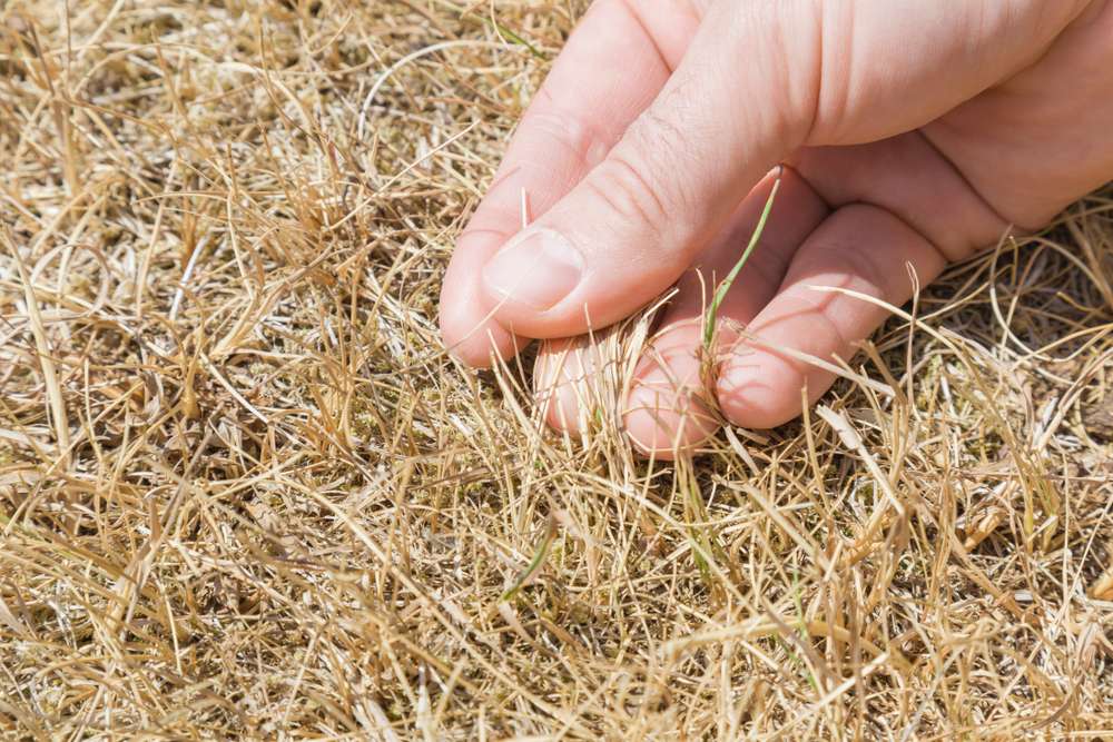 Your lawn probably isn't dead, despite how it might look