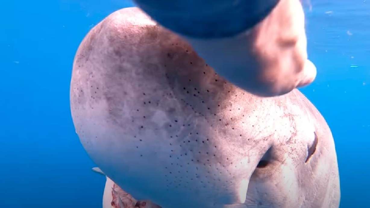 A diver redirects a great white shark away from him by "booping" the underwater predator on the nose.