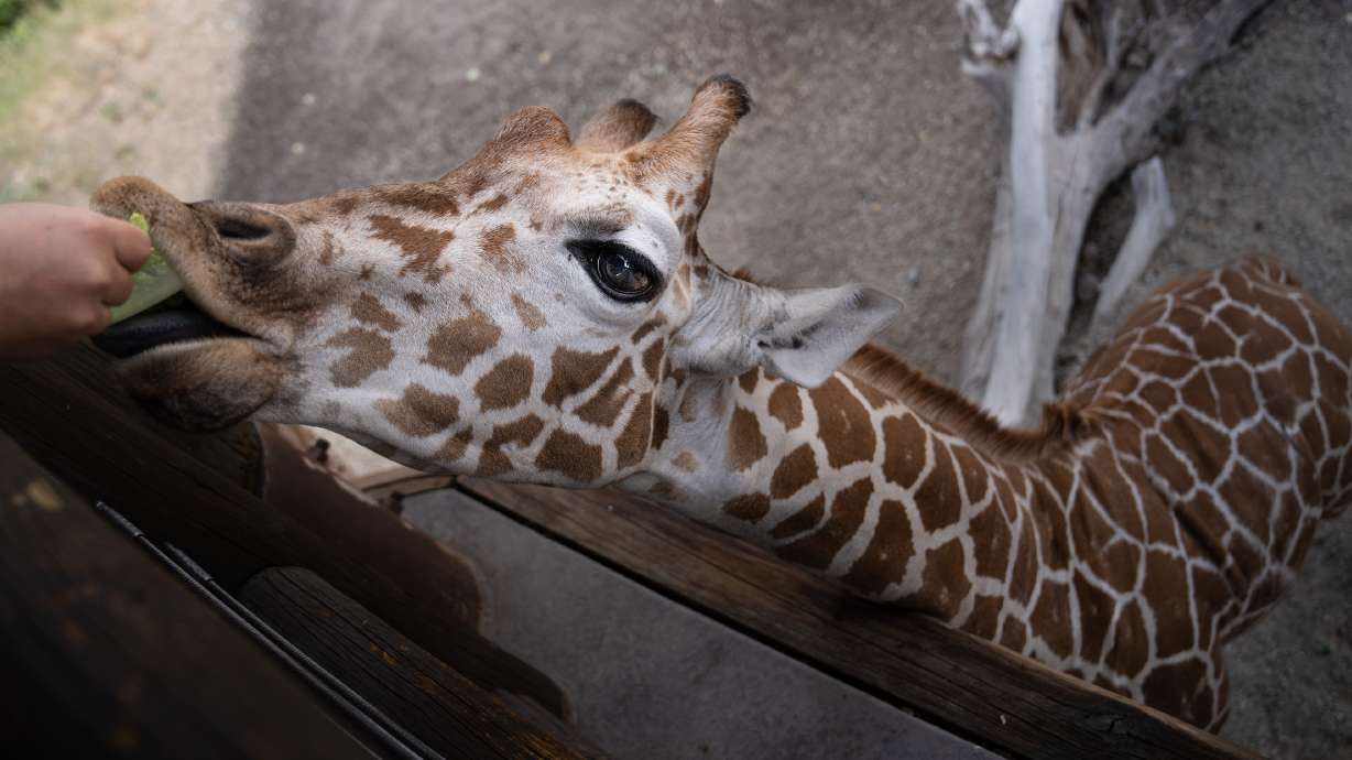 A trainer feeds Ja Raffe at Utah's Hogle Zoo. The giraffe, named after star basketball player Ja Morant, was moved to Utah's Hogle Zoo last month and debuted at the zoo Friday after a 30-day quarantine.