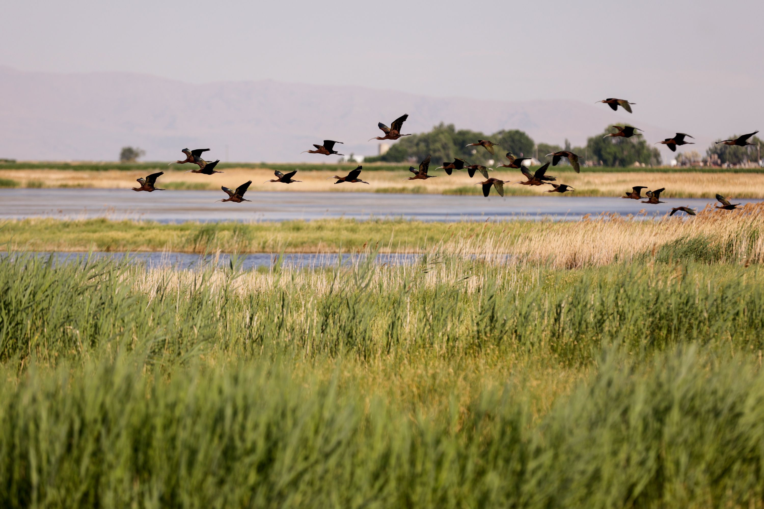 Birds fly over the Chesapeake Duck Club near Corinne, Box Elder County, on Wednesday.