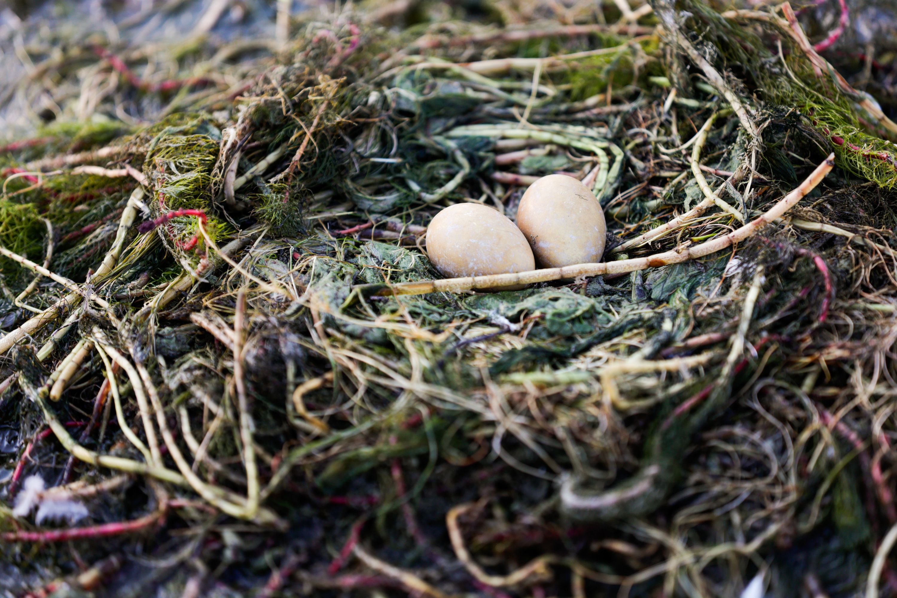 A pair of eared grebe eggs lie in a nest at the Chesapeake Duck Club near Corinne, Box Elder County, on Wednesday.