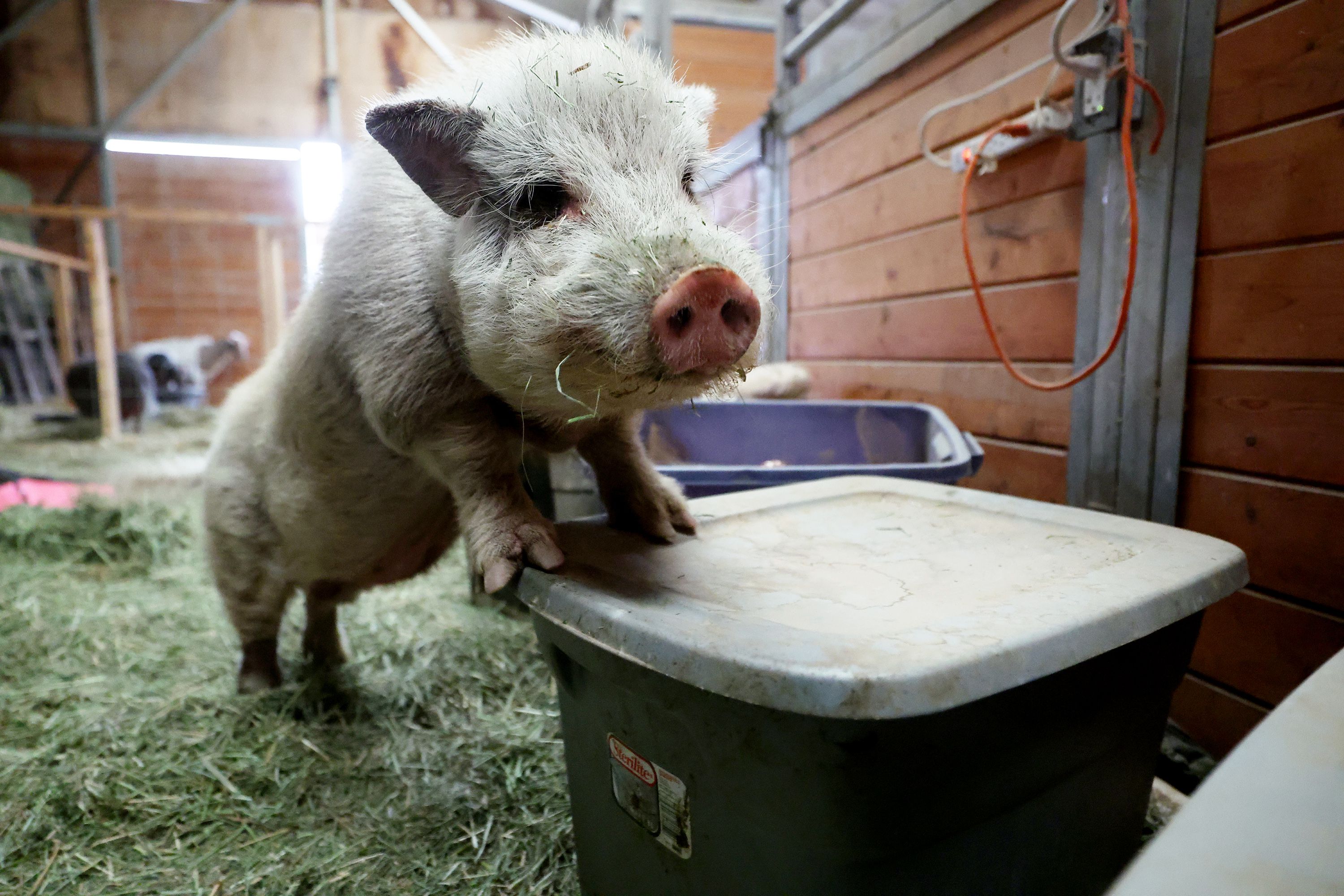 Miss Piggy stands on the lid of a food bin at Ritzy Rescue Ranch, a nonprofit animal sanctuary in Erda, Tooele County, on Friday.