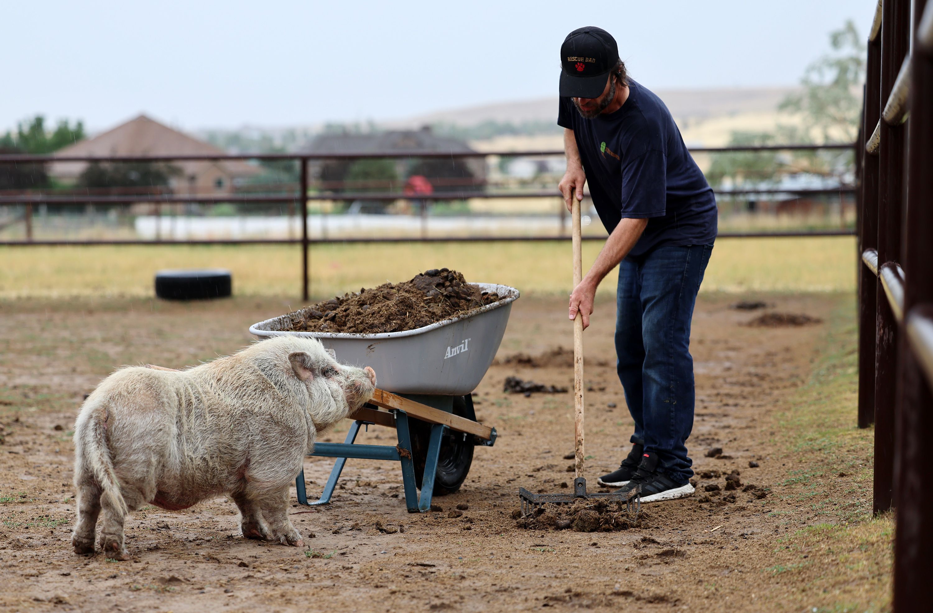 Miss Piggy stands with Chris Mortensen, executive director of Ritzy Rescue Ranch, a nonprofit animal sanctuary in Erda,Tooele County. as he works in the rain to clean up and feed other animals on Friday.