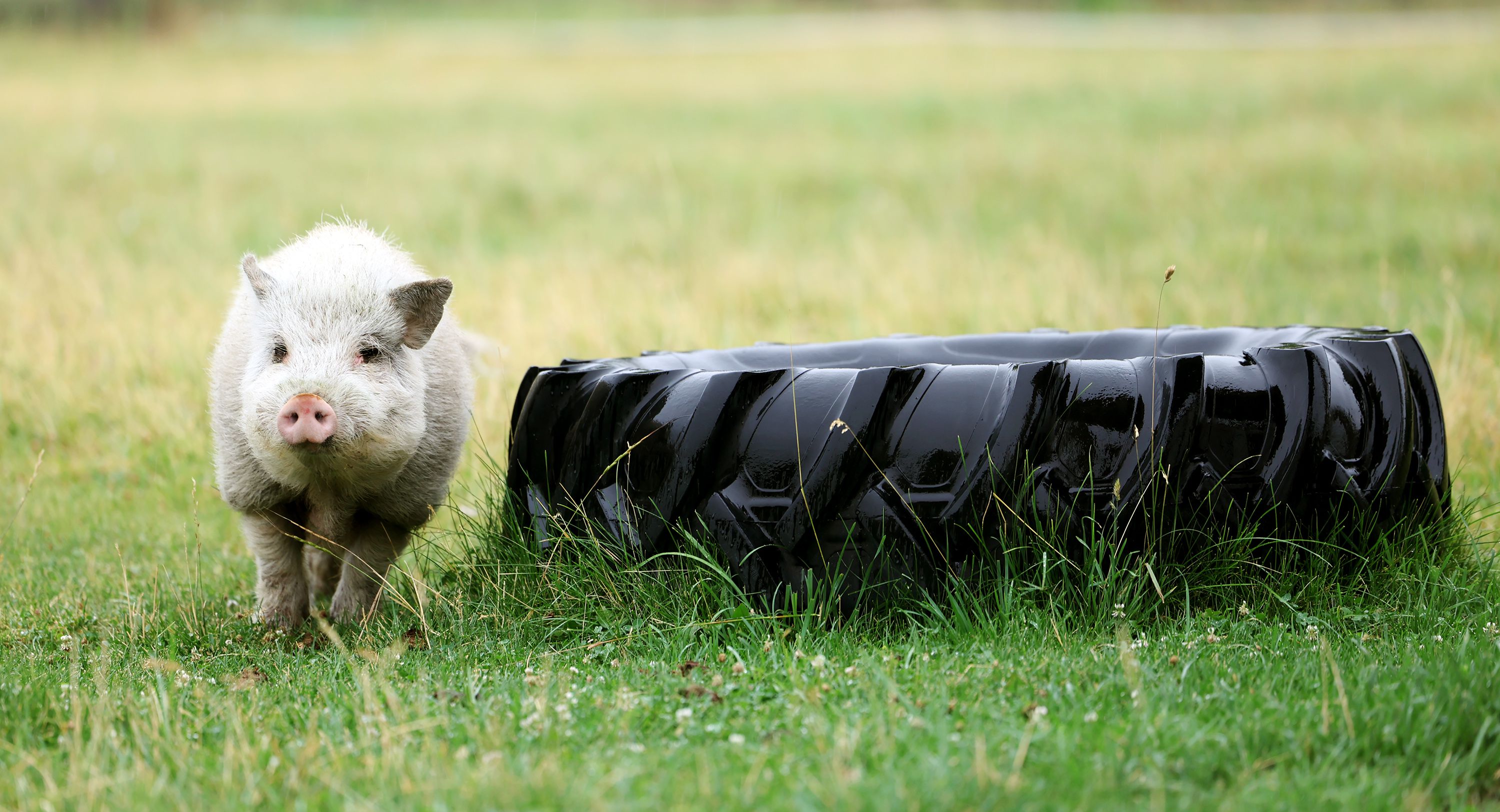 Miss Piggy stands in a pasture at Ritzy Rescue Ranch, a nonproft animal sanctuary, in Erda, Tooele County, on Friday.