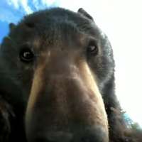 Have You Seen This? If you give a bear a GoPro
