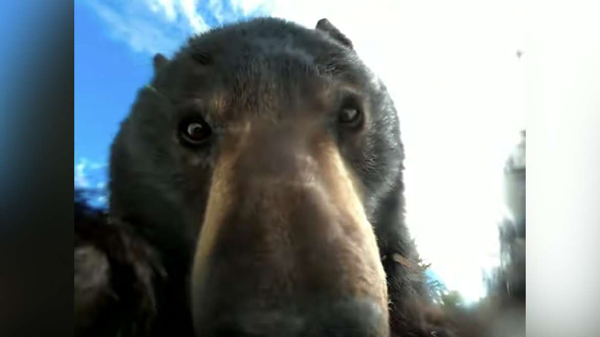 A GoPro camera lost in the Wyoming wilderness records what happens when it's found by a bear.