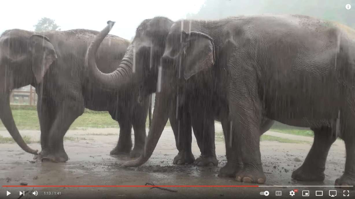 Elephants dance in the rain in a video published to YouTube on Tuesday.