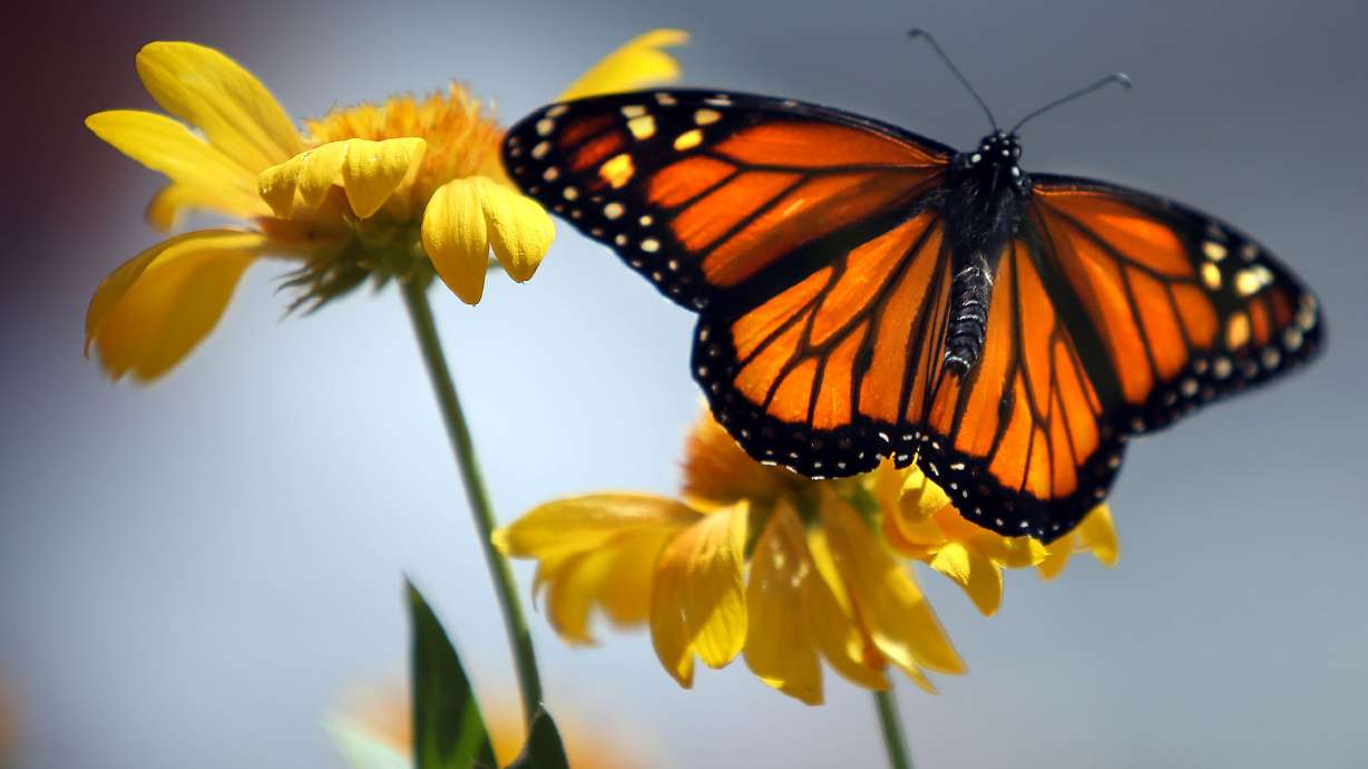 About 250 monarch butterflies are released at the Utah State Fair in Salt Lake City on Sept. 13, 2014. The well-known butterfly is now on the endangered species list.