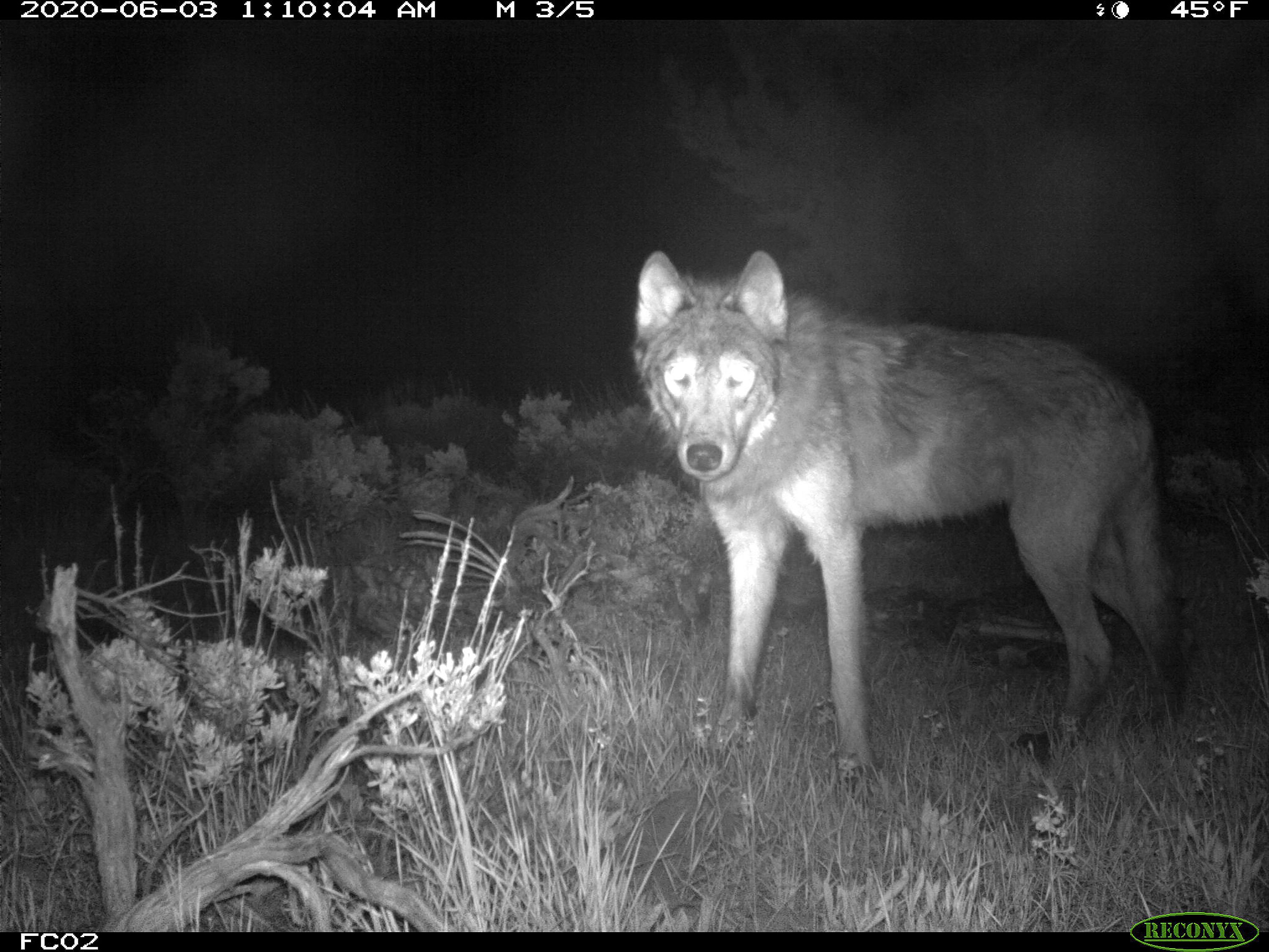 This June 3, 2020, image released by Colorado Parks and Wildlife shows a wolf on a CPW-owned game camera in Moffat County, Colo. Conservation officials plan to introduce 750 wolves to Colorado.