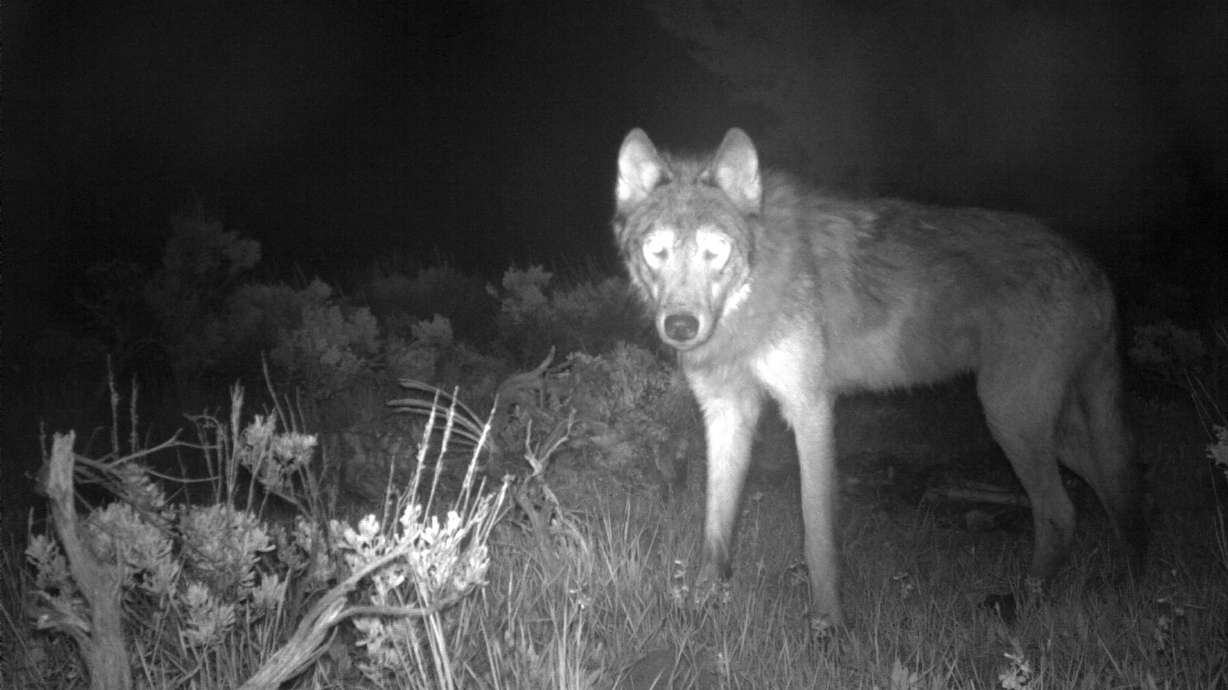 This June 3, 2020, image released by Colorado Parks and Wildlife shows a wolf on a CPW-owned game camera in Moffat County, Colo. Conservation officials plan to introduce 750 wolves to Colorado.