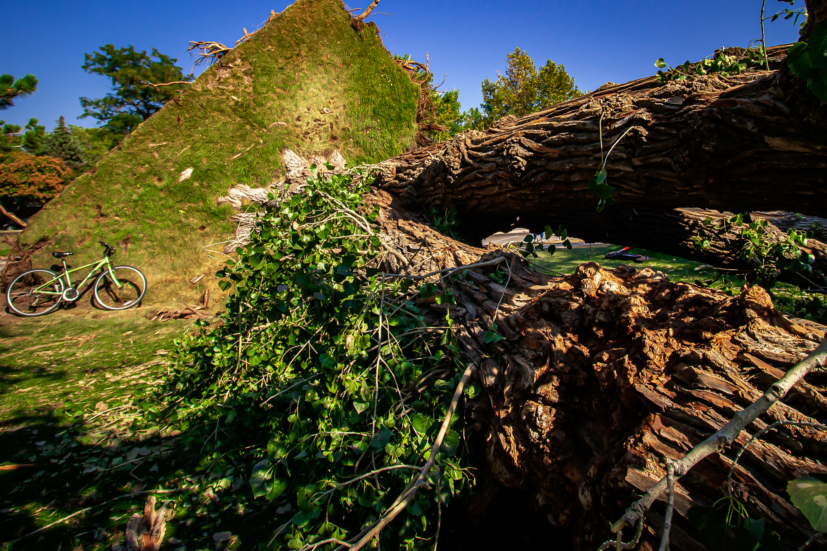 A bike parked next to a toppled tree at Liberty Park on Sept. 12, 2020. The tree was one of many knocked over by a windstorm earlier in the month.