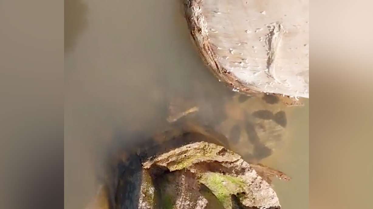 If you encounter a 30-foot snake in the wild, it's best to admire it from a distance.