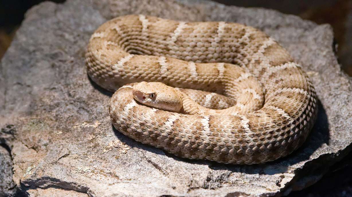A New Mexico Ridge-Nose rattlesnake is shown in Southwest New Mexico.
