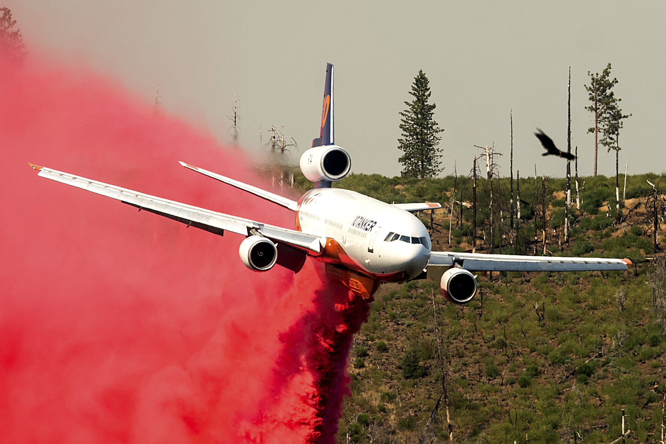 A bird flies above an air tanker battling the Oak Fire in Mariposa County, Calif., on Sunday.