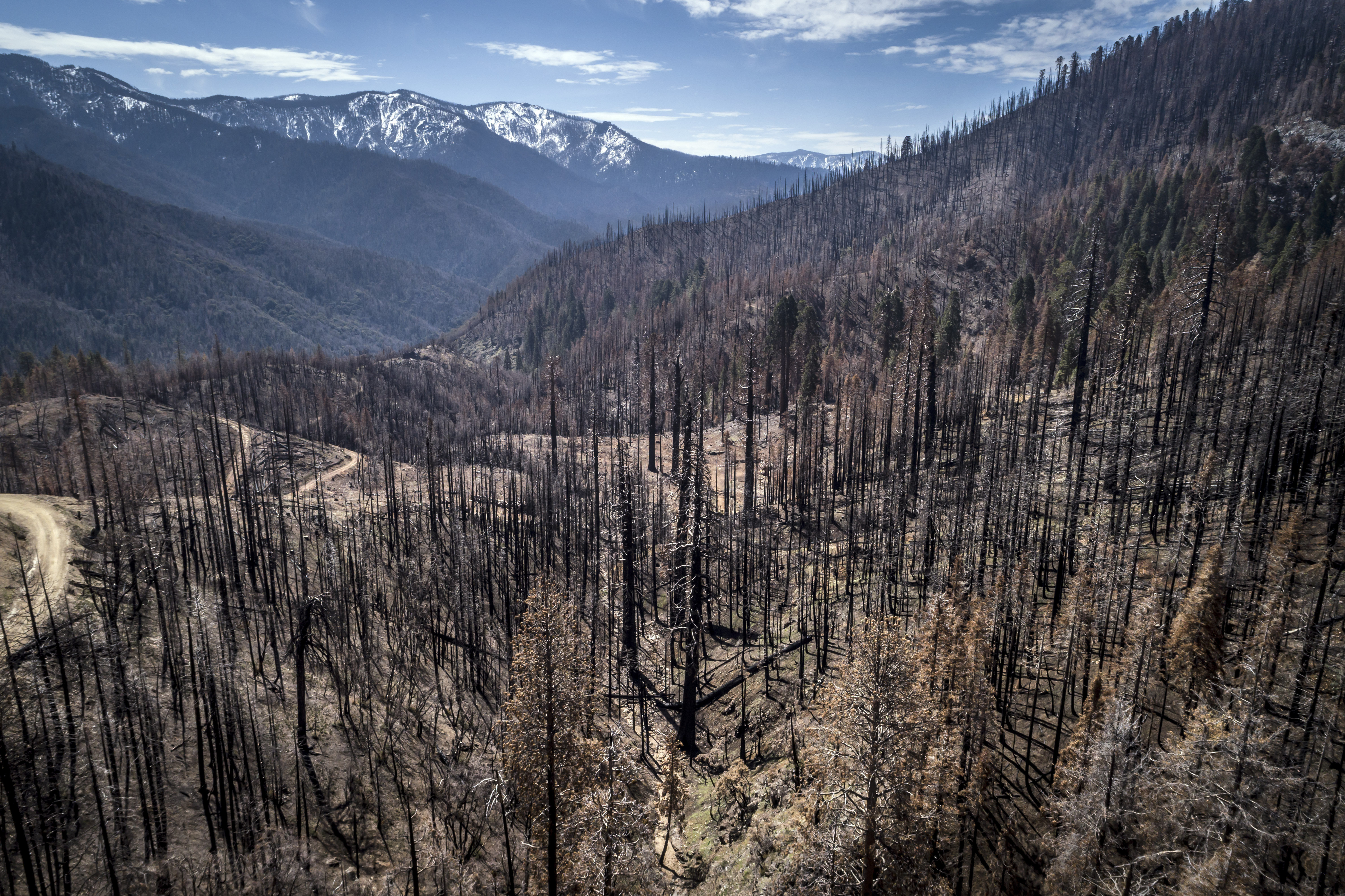 A burned hillside where crews are planting seedlings including Giant Sequoia in Mountain Home State Demonstration Forest outside Springville, Calif., on April 26. Destructive fires in recent years that burned too hot for forests to quickly regrow have far outpaced the government's capacity to replant trees. 