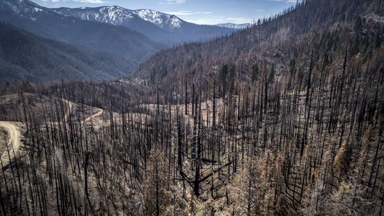 A burned hillside where crews are planting seedlings including Giant Sequoia in Mountain Home State Demonstration Forest outside Springville, Calif., on April 26. Destructive fires in recent years that burned too hot for forests to quickly regrow have far outpaced the government's capacity to replant trees.