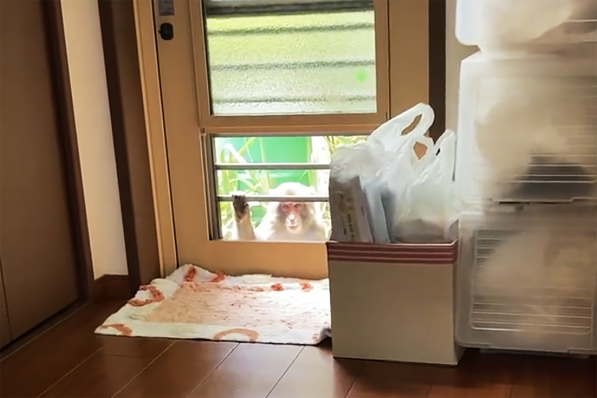 This image from a video shows a monkey loitering around a home in Yamaguchi, western Japan, Saturday. People in the southwestern Japanese city have come under attack from monkeys that are trying to snatch babies, biting and clawing at flesh, and sneaking into nursery schools. 