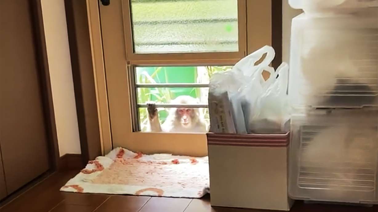 This image from a video shows a monkey loitering around a home in Yamaguchi, western Japan, Saturday. People in the southwestern Japanese city have come under attack from monkeys that are trying to snatch babies, biting and clawing at flesh, and sneaking into nursery schools.