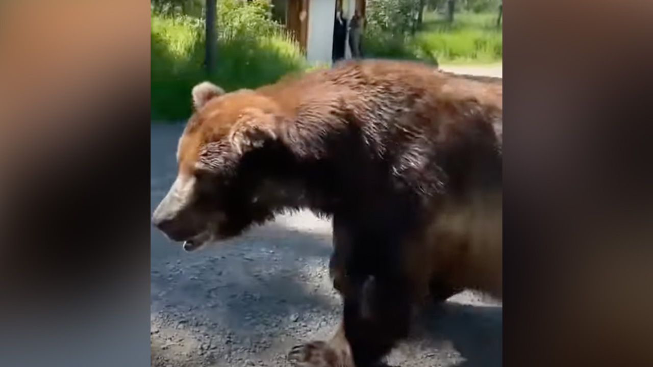 Massive brown bear greets visitors at Alaska's Katmai National Park