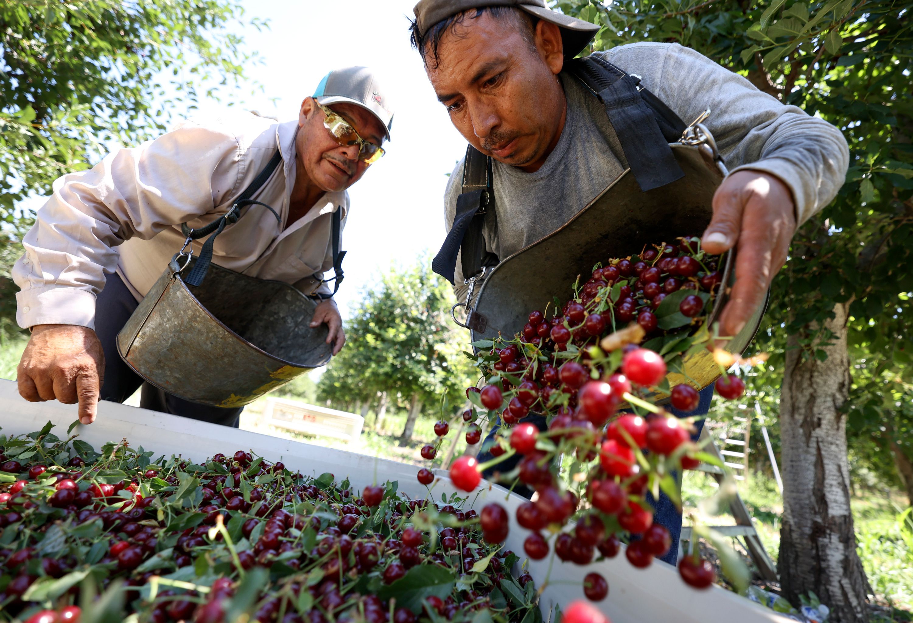 Tony Chacon, South Shore Farms foreman, watches as Joel Sauno, who is from Mexico and has an H-2A visa for temporary agricultural workers, empties a bucket of freshly picked cherries at South Shore Farms, which is owned by McMullin Orchards, in Utah County, near Spanish Fork, on Thursday.