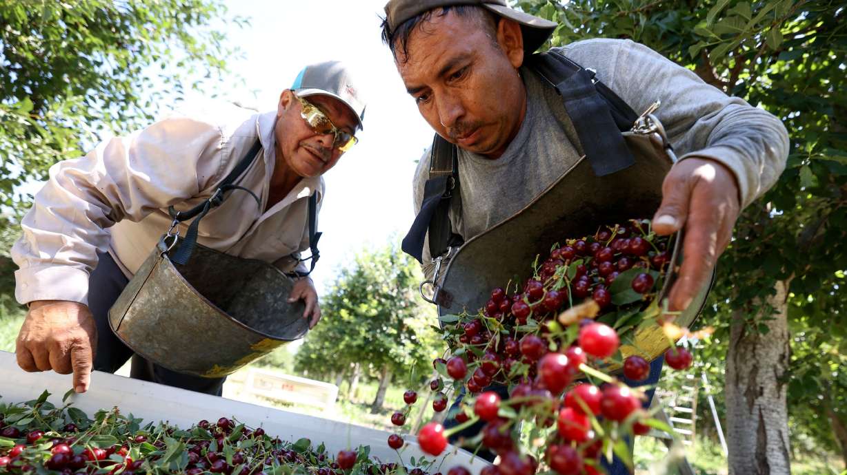 Tony Chacon, South Shore Farms foreman, watches as Joel Sauno, who is from Mexico and has an H-2A visa for temporary agricultural workers, empties a bucket of freshly picked cherries at South Shore Farms, which is owned by McMullin Orchards, in Utah County, near Spanish Fork, on Thursday.